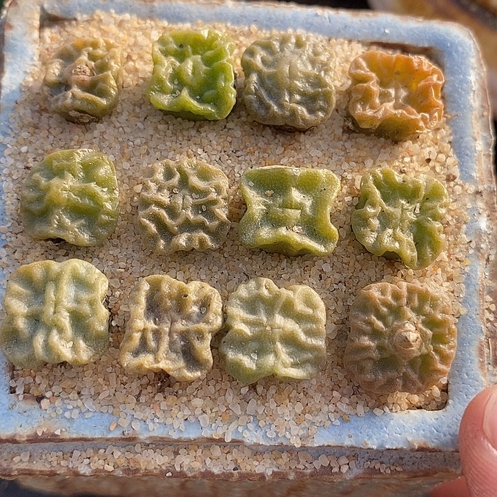 单头大方烧一颗         