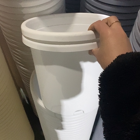 树脂四季4号12个无托白