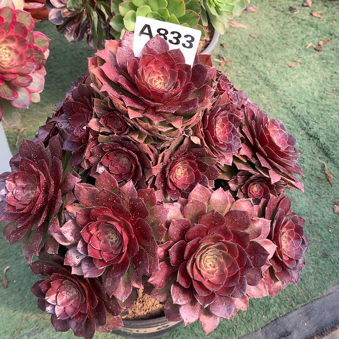 桃花石多肉植物833