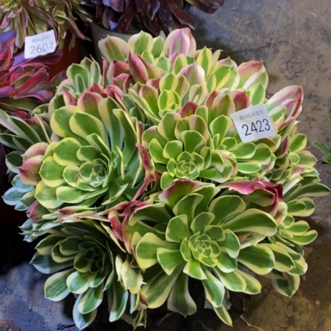 白凤多肉植物2423