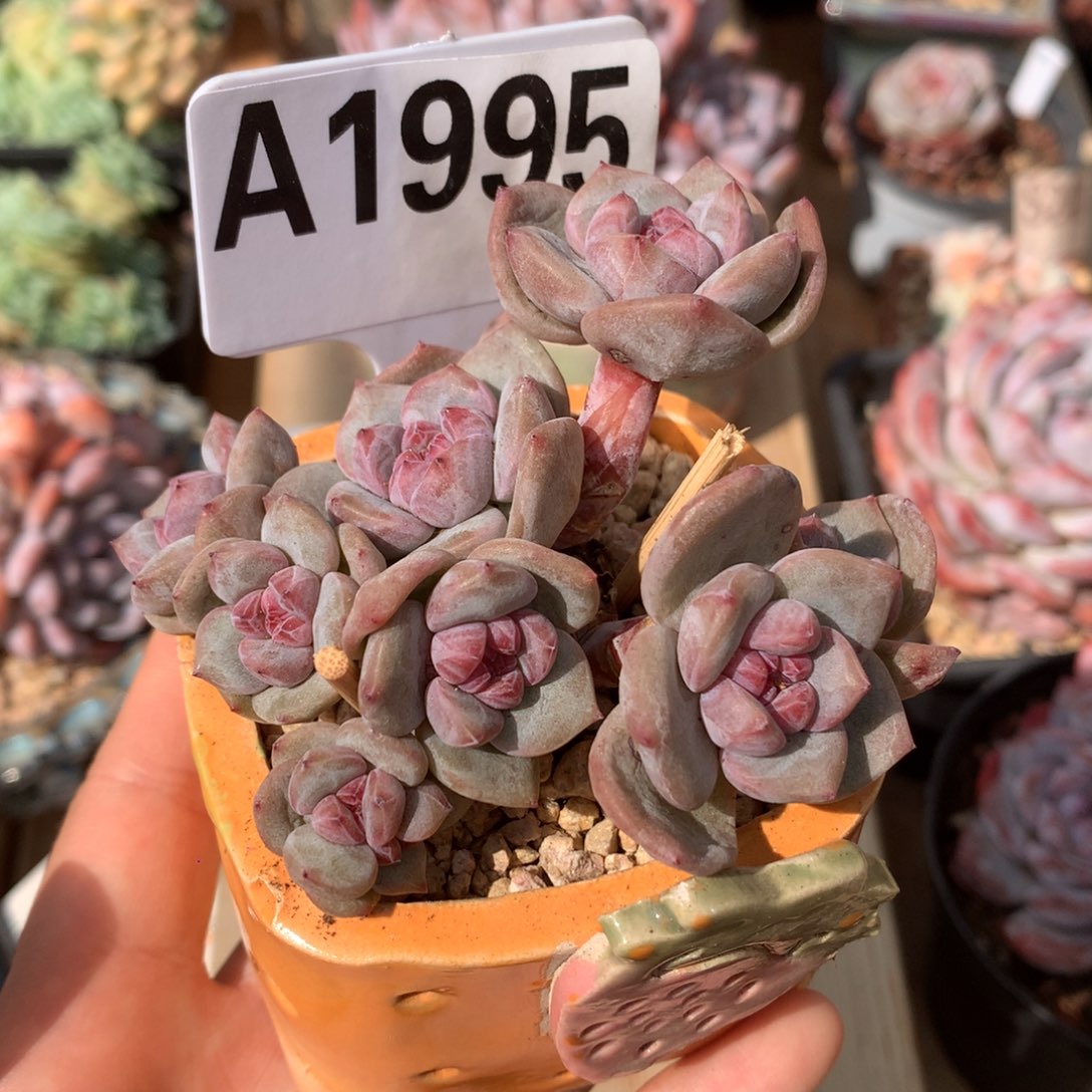 A1995 星影小头8头 8.5cm