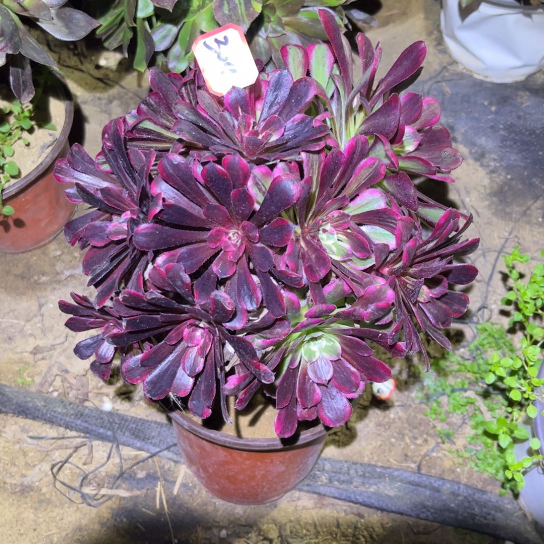 304多肉植物同花顺