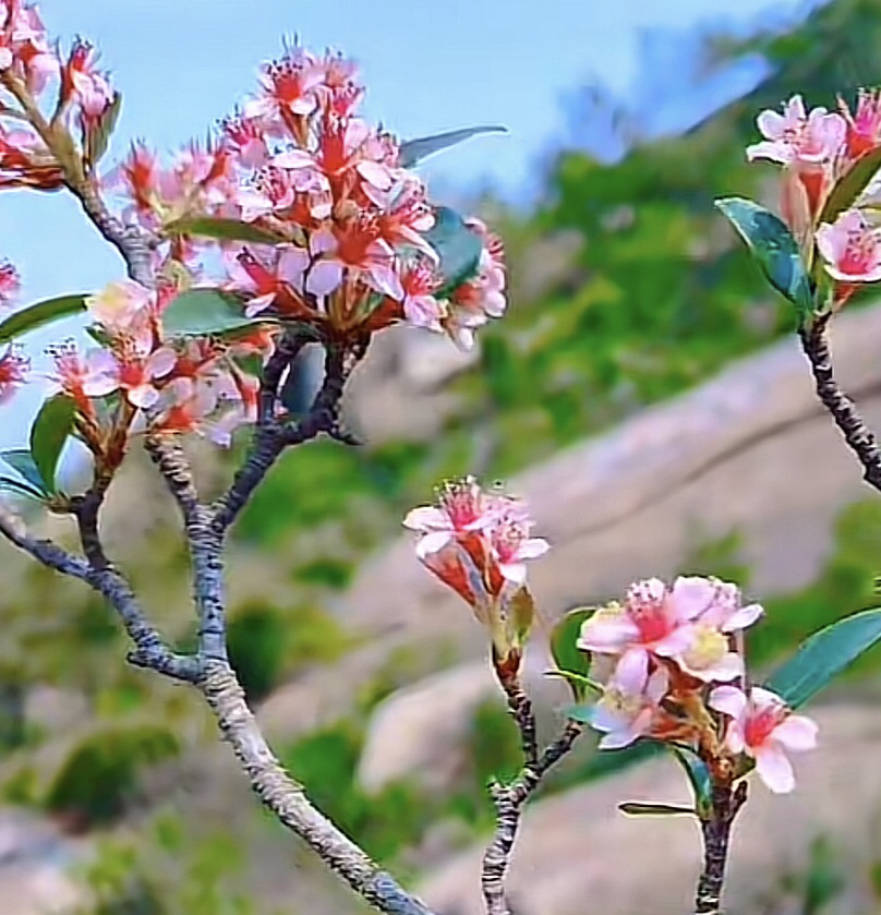 春花盆栽栀子花盆栽生桩便宜好养新手练手使用