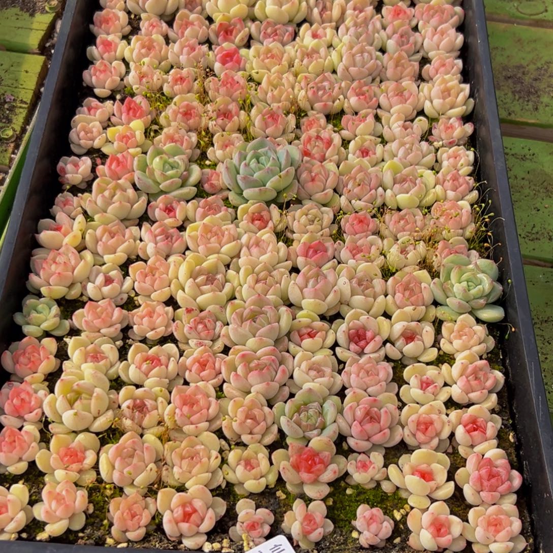 o***5283多肉葡萄的味道是真的很