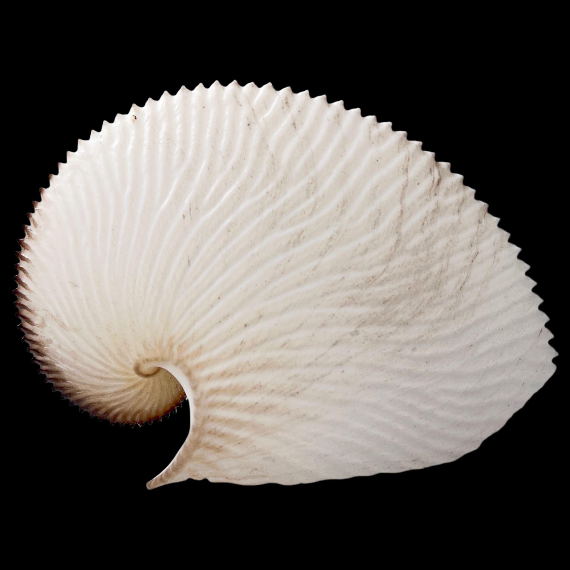 【扁船蛸】157.6mm GEM 头足纲卵壳 贝壳A2