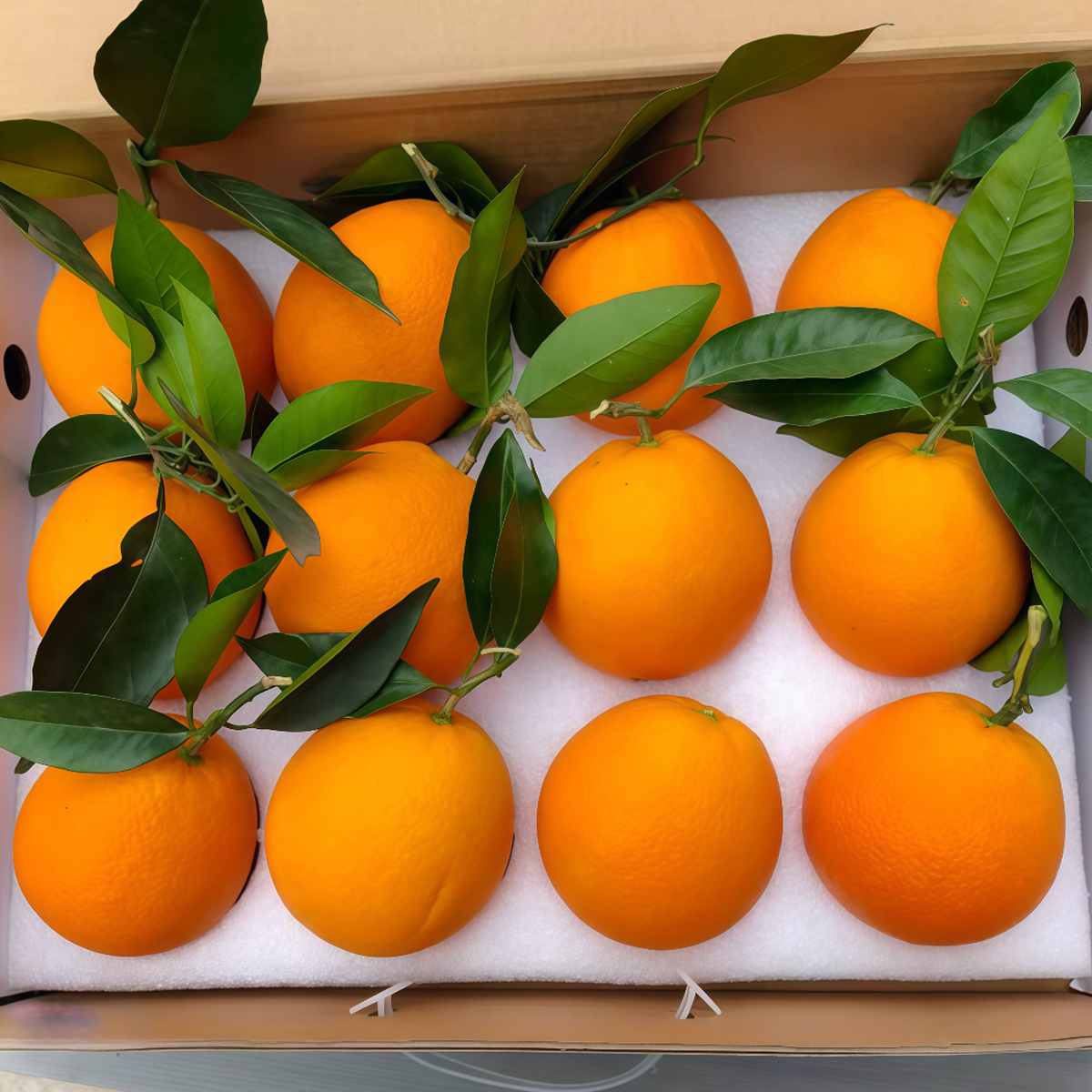 【送礼臻品】四川大凉山雷波脐橙纯甜新鲜应季水果皮薄肉厚九甜一酸