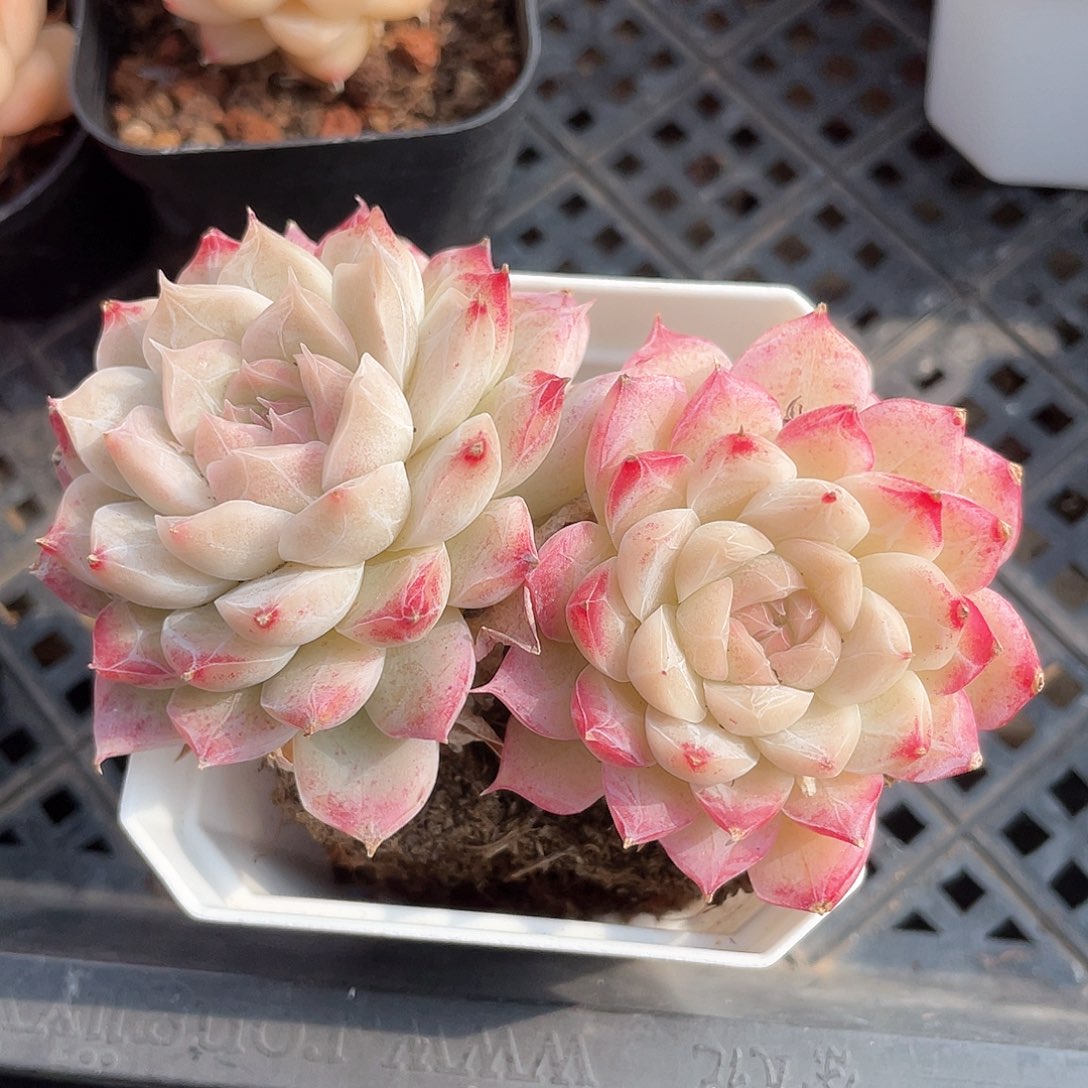 优选女王福利069