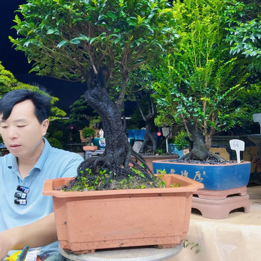 当前无花朵，栽培后可花朵肖*生