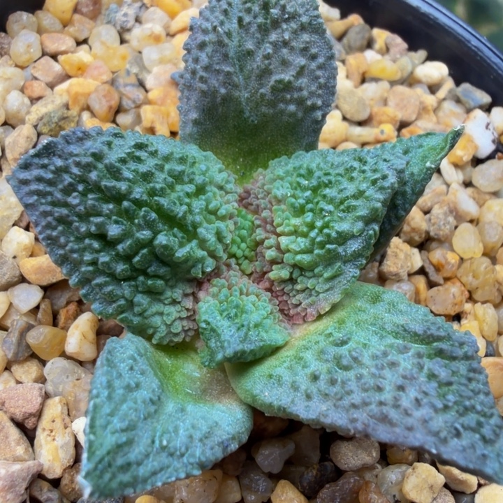 超级哥斯拉蓝色外星血怒