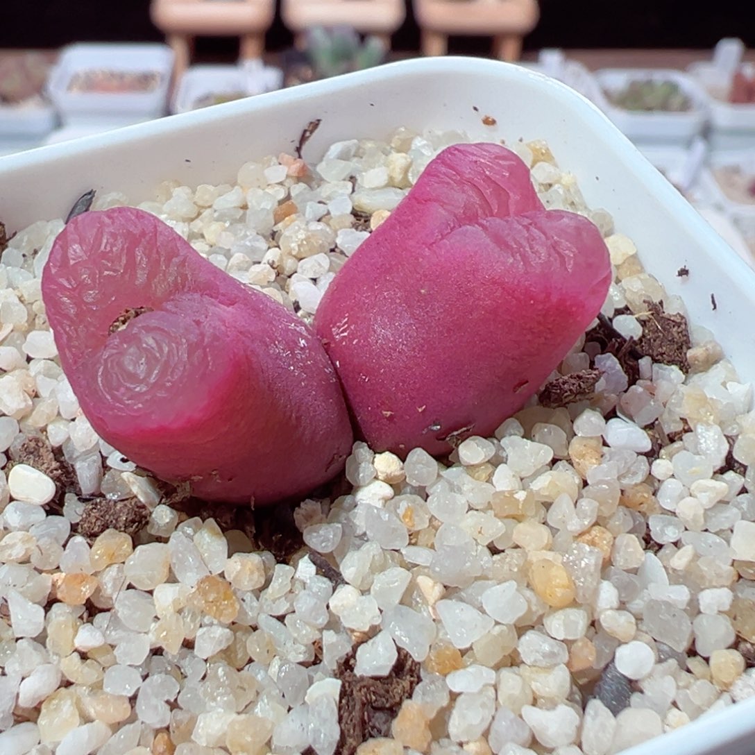 0204-110.多肉荔枝毛