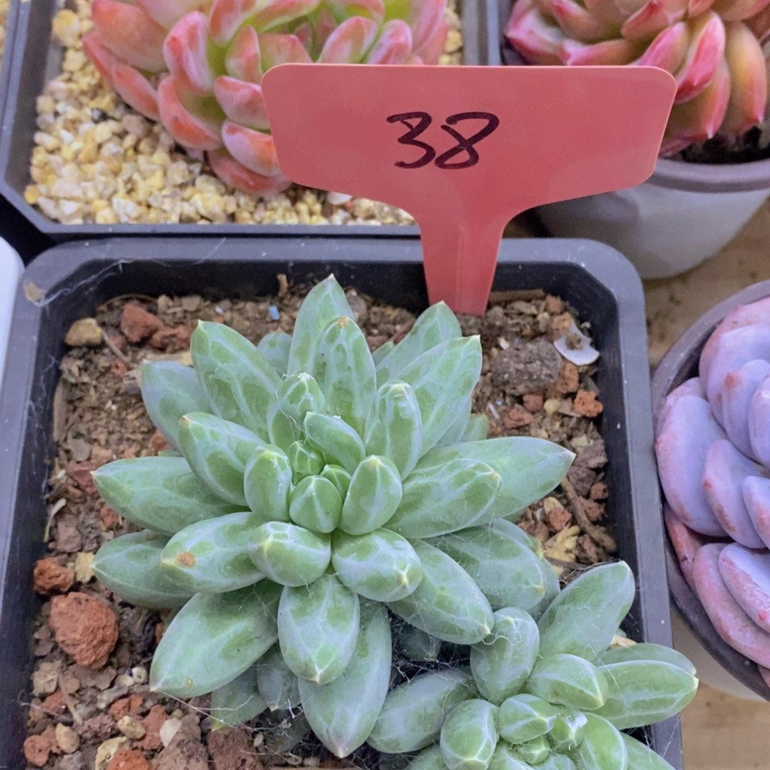 开心多肉，一单包邮，第2场