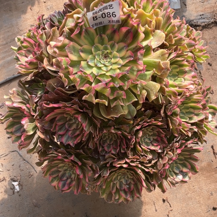 086沙皇多肉法师福利不包损