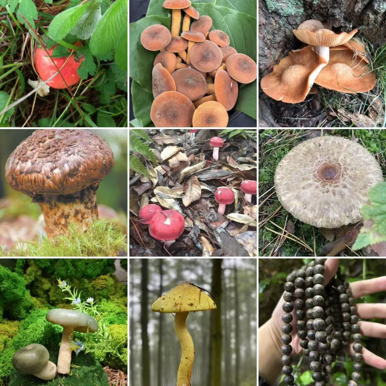 【土特产菇146】净含量75g