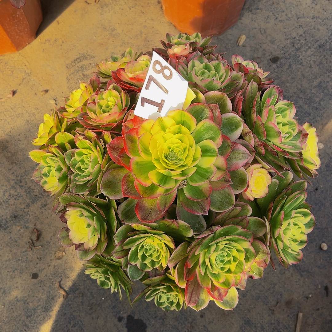 海鲜178拖土法师