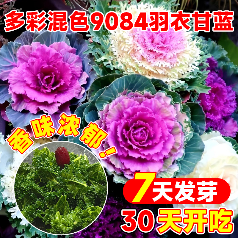 【全店满5包包邮】多彩混色9084羽衣甘蓝种子四季阳台庭院室外观
