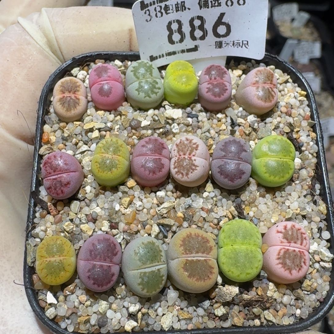 zzzz生石花肉锥886小小菊