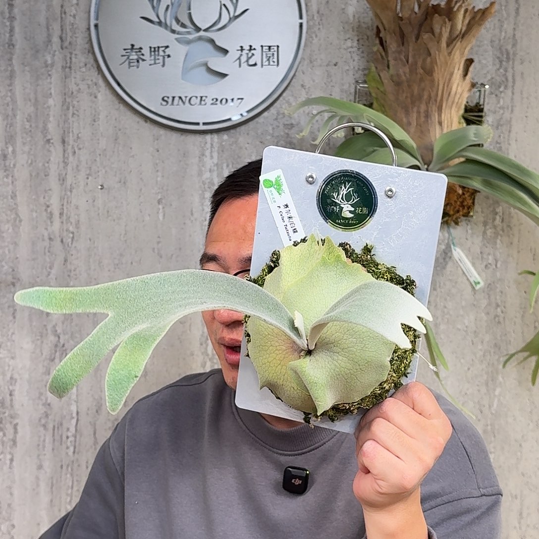 完全开放赛尔索鹿角蕨春野花园