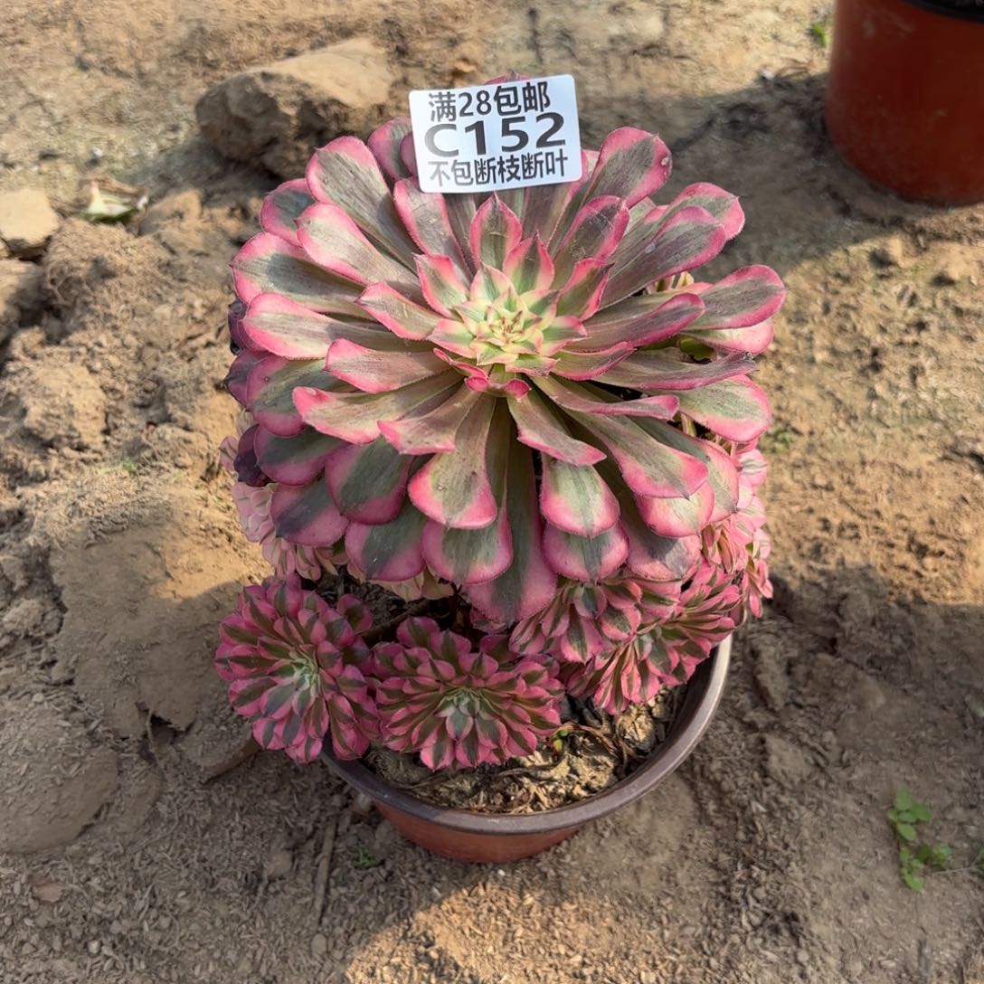 M. 152红铜白多肉1，ce