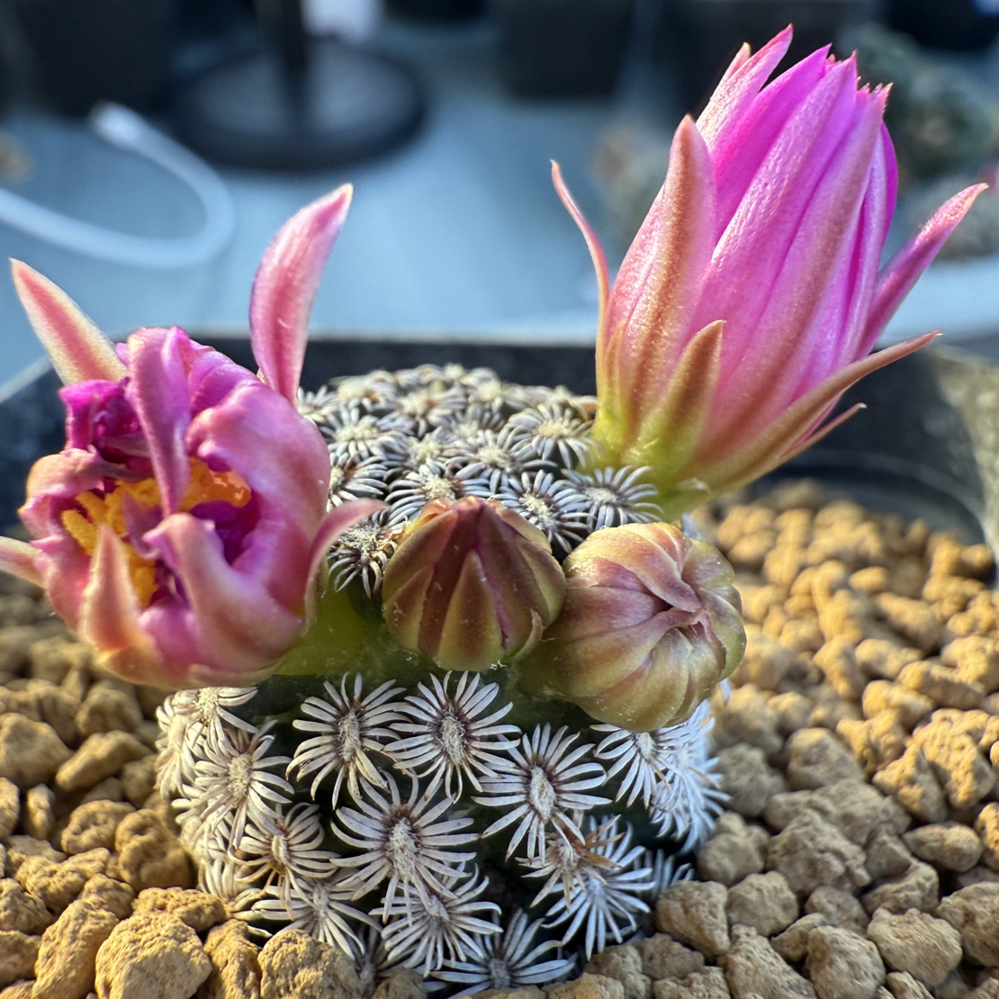 克氏丸实生尺寸2.5厘米