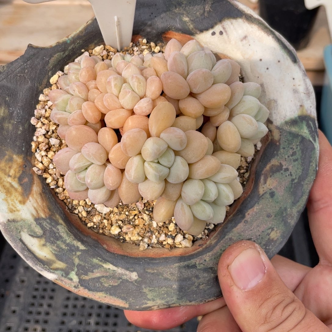 115泡泡糖不带盆8厘米