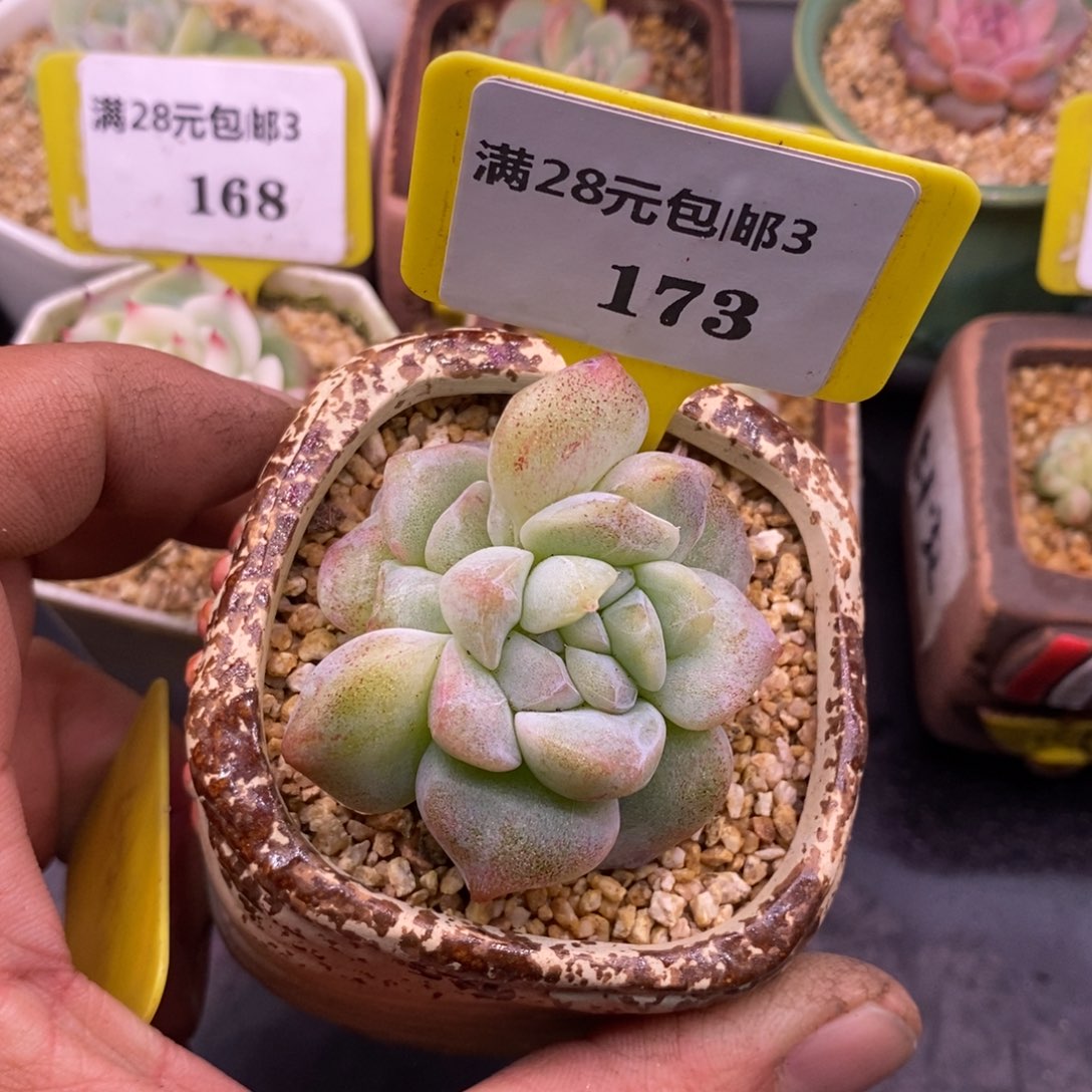 3173冰玉石化朵朵缀……