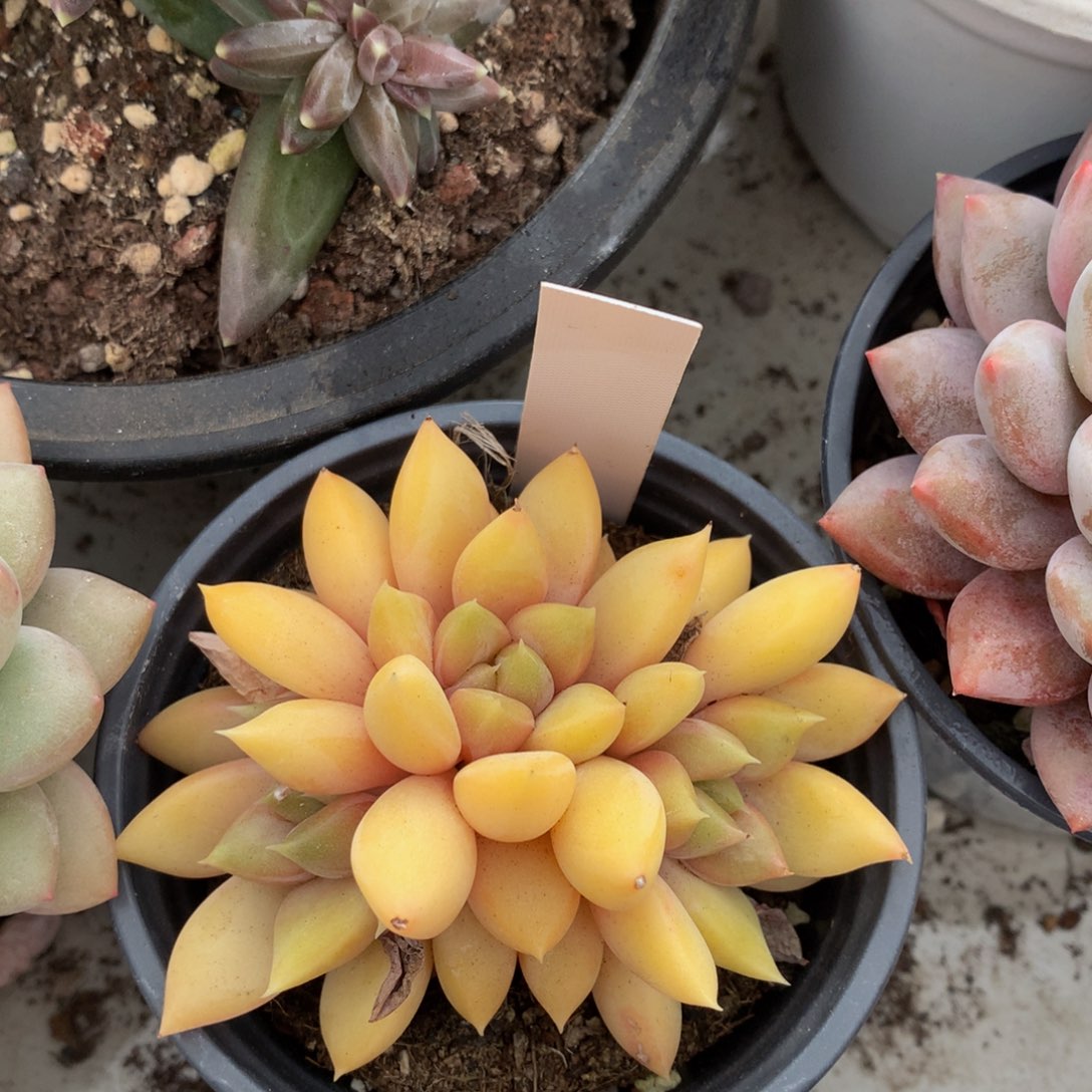 红象牙626262626262¥