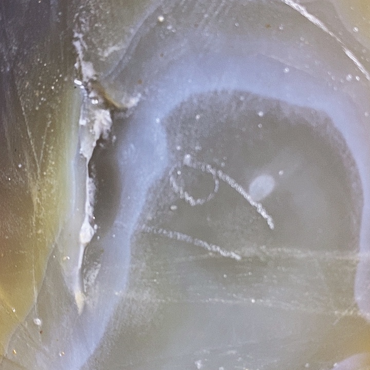 定制玛瑙飞***蚁好咯哦哦哦哦哦