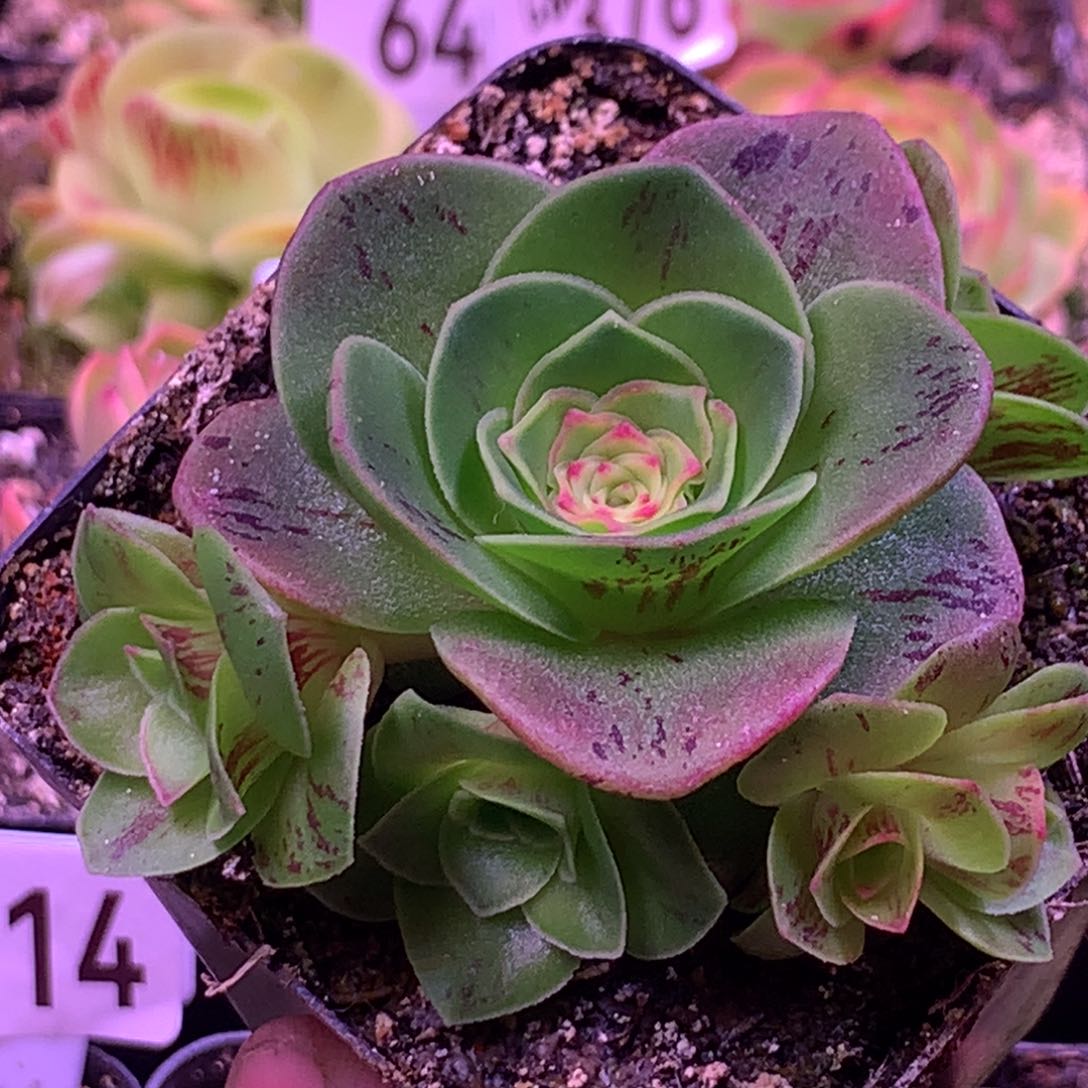 秋红叶666山地玫瑰多肉