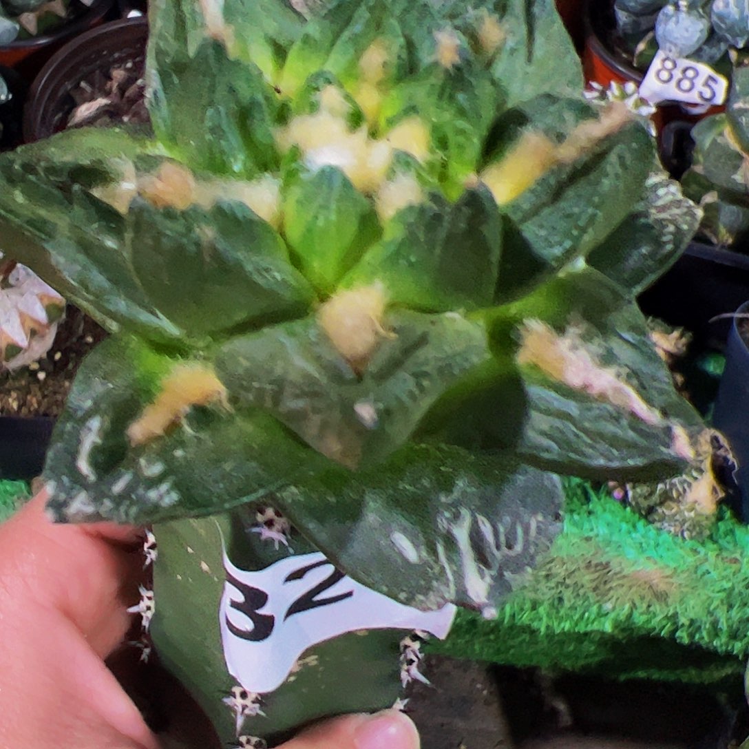 无花朵宽尤龙角龟甲牡丹326