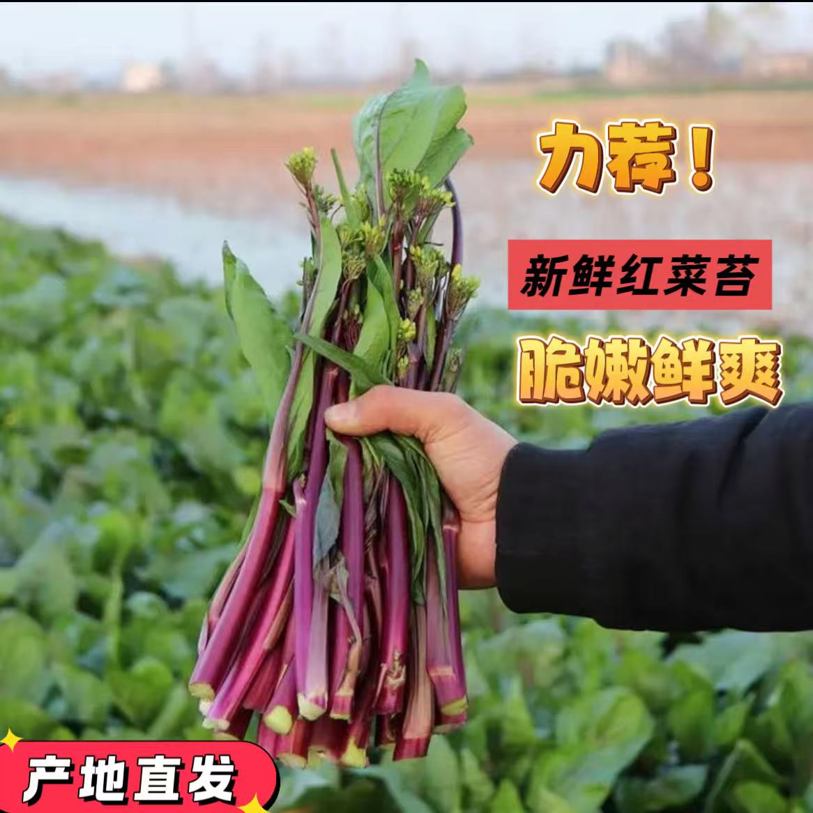 正宗湖北露天种植新鲜红菜苔现摘现发红菜苔红菜心紫菜苔新鲜蔬菜