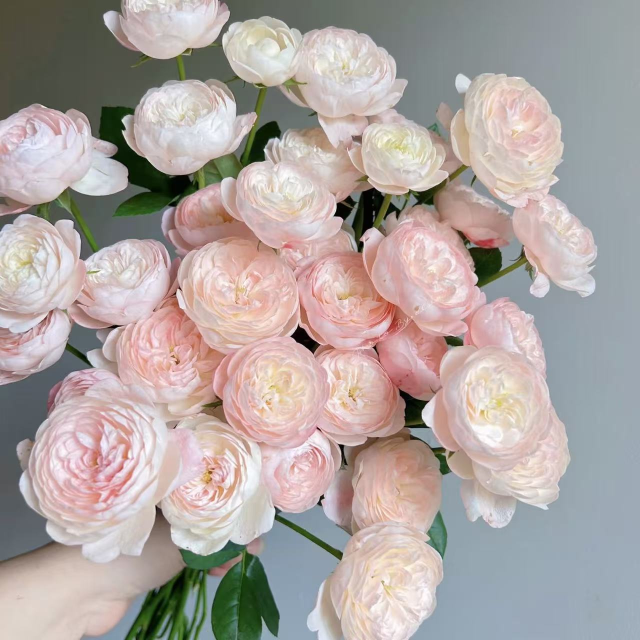 【花之物语】和室多头玫瑰 包邮