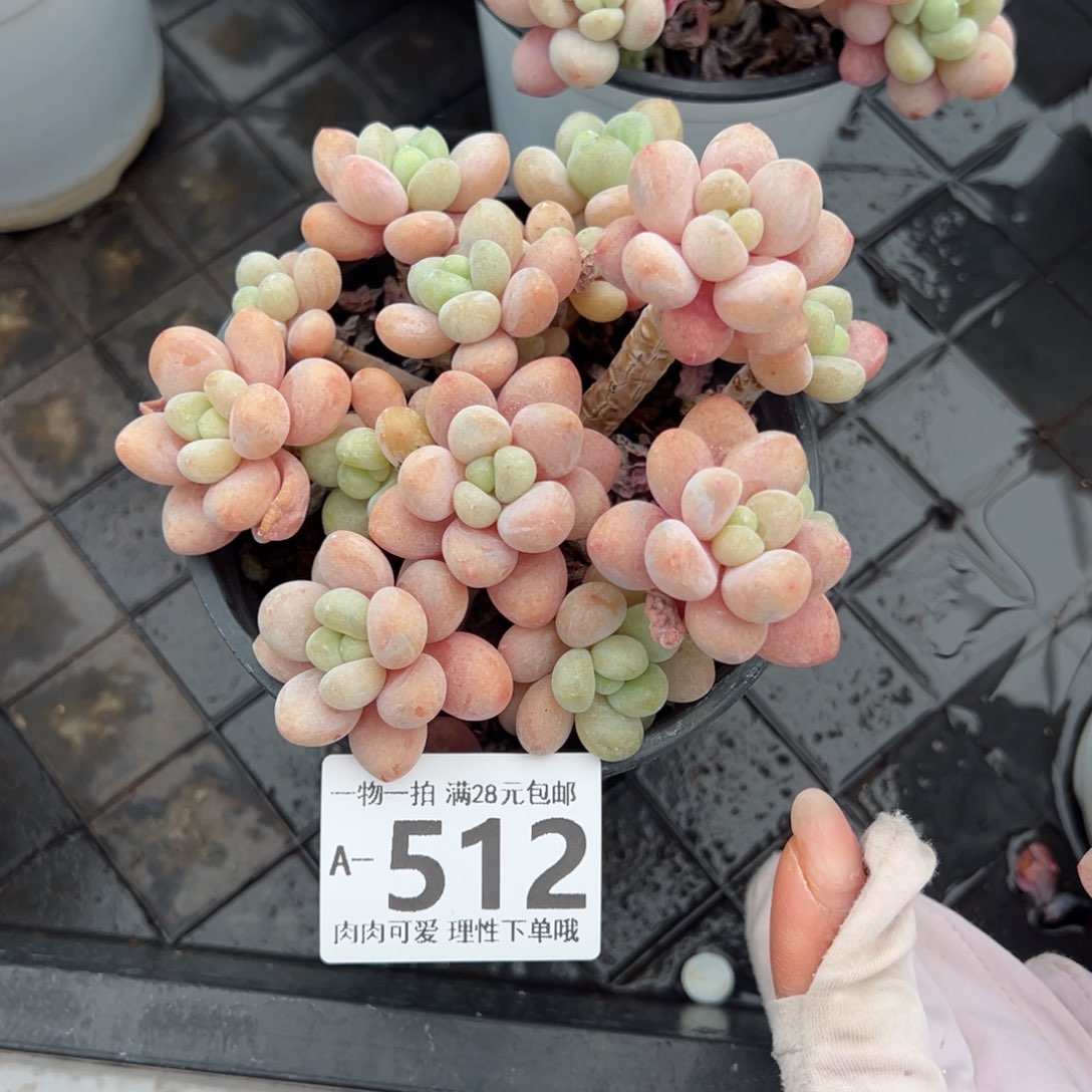 鱼子酱多肉多肉多肉多肉