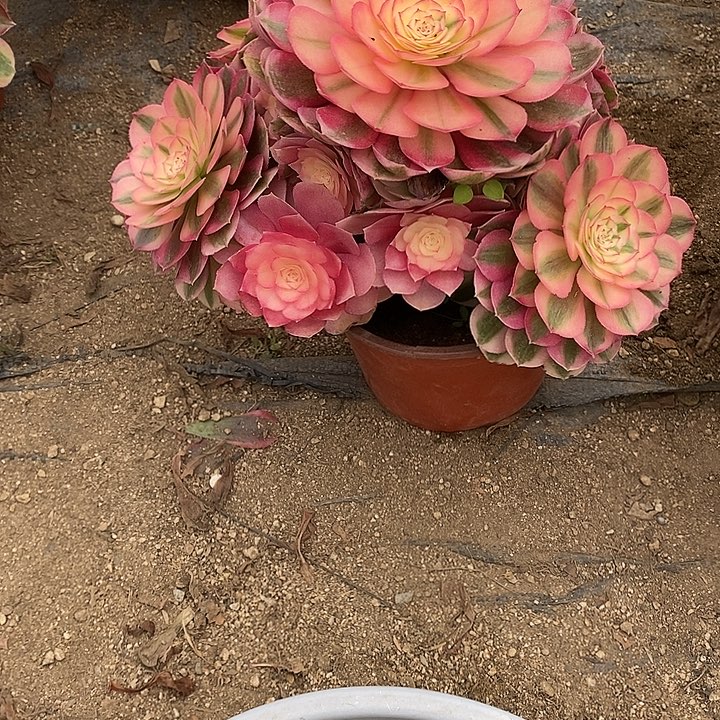 多肉植物倾城894多肉