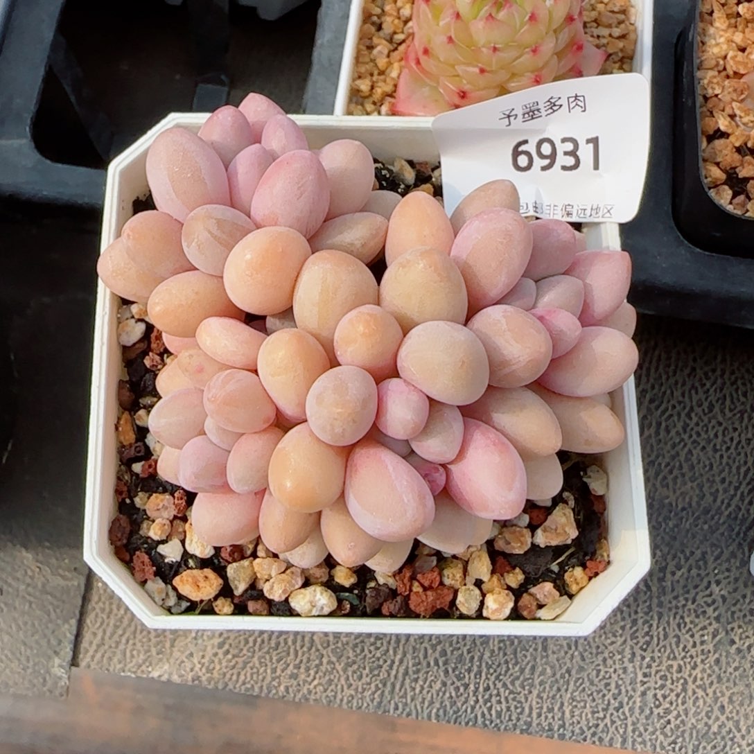 汤圆无砍，6931多肉植物