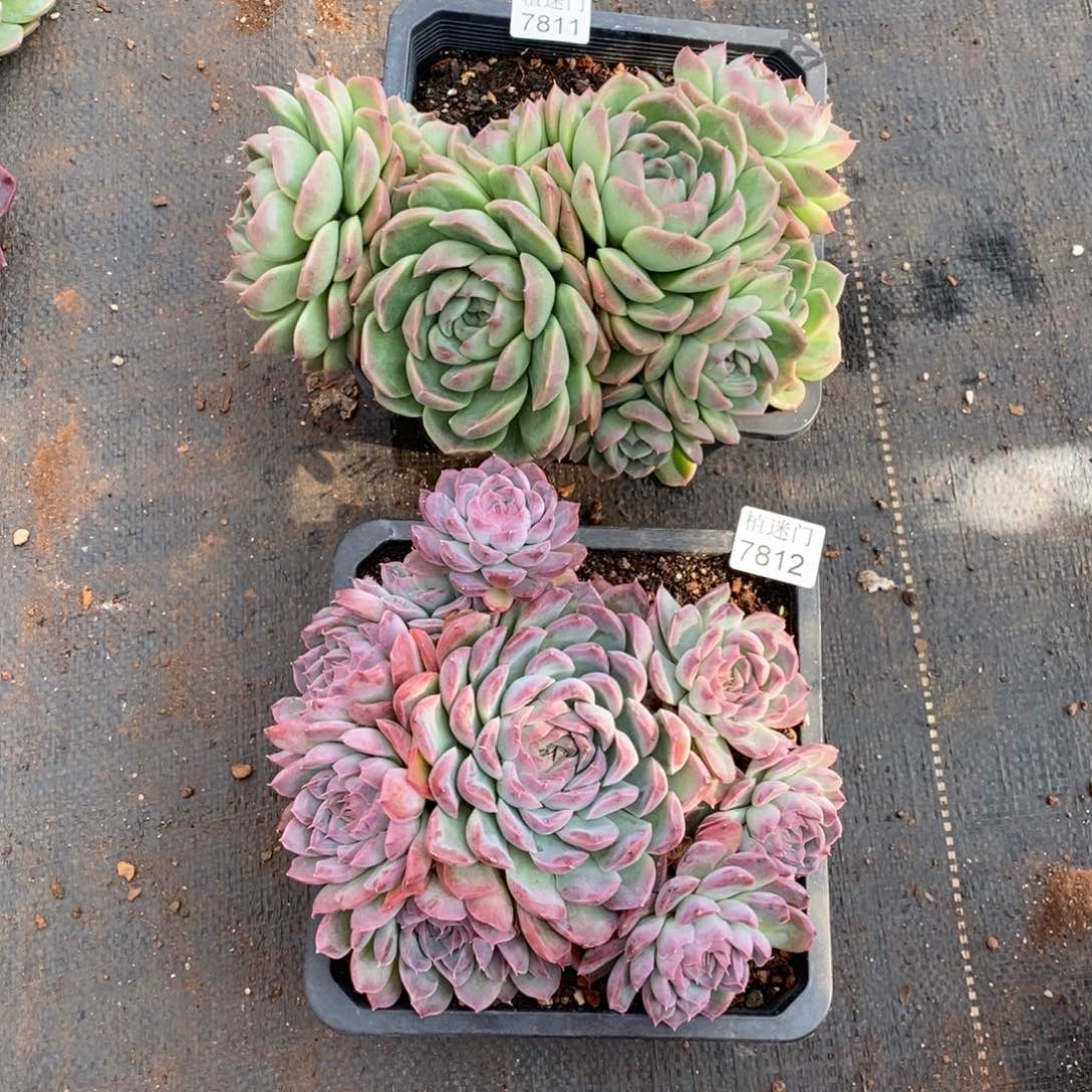 *****杂交精品多肉7811~7812