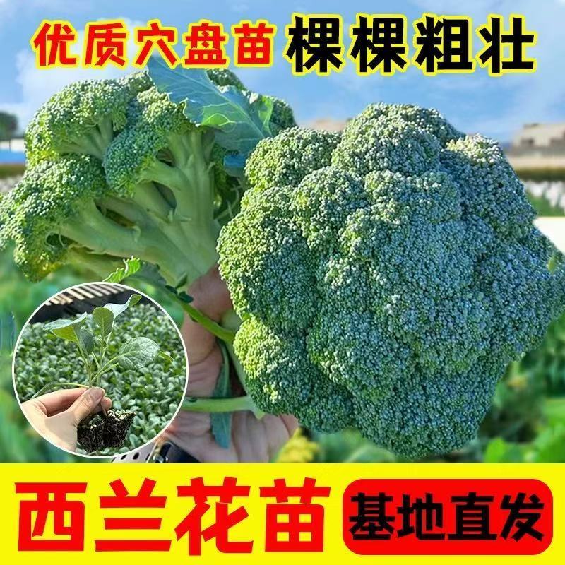 高产西蓝花苗有机西蓝花秧苗耐寒易种阳台庭院种植带土发货菜苗