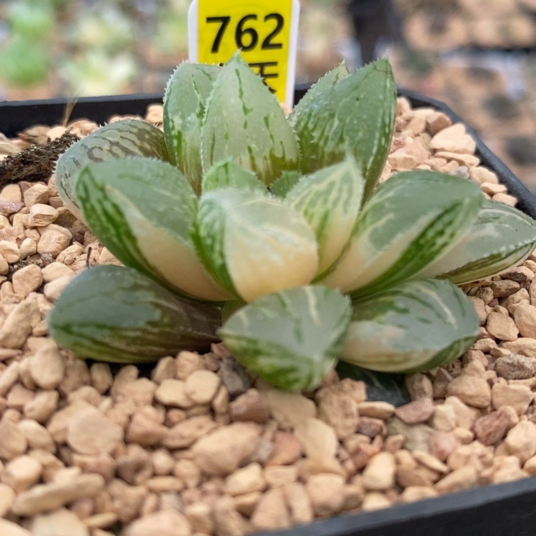 762号冰砂糖锦带盆发货