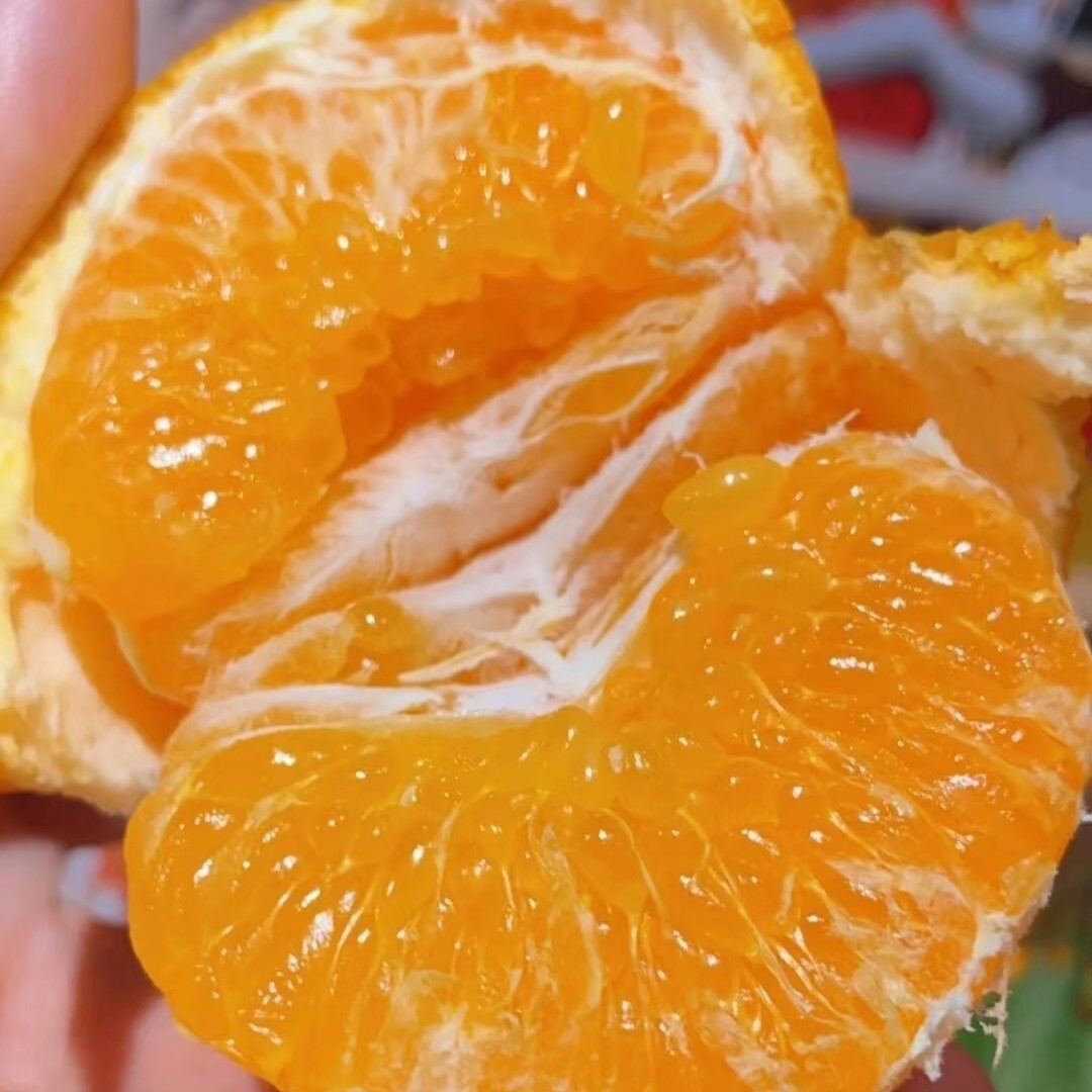 罗氏春见耙耙柑