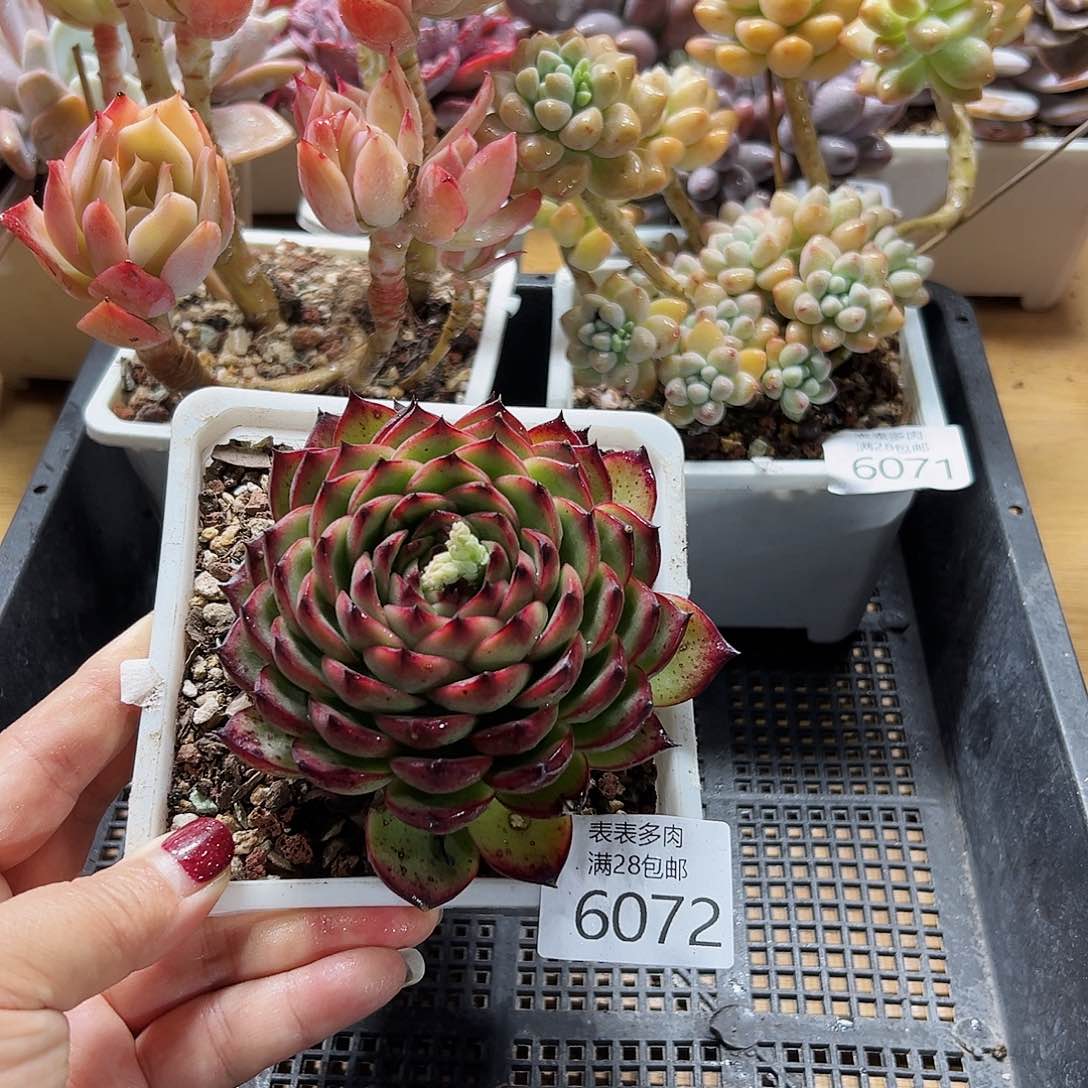 9号我们的确是一个6072