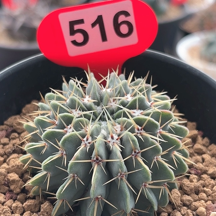 仙人球实生白狮子