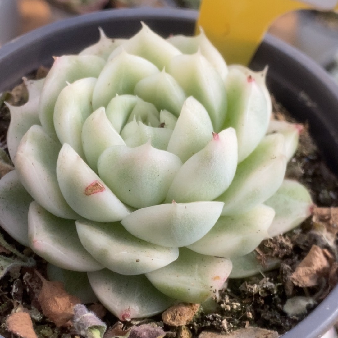 617白瓷麦杆锦锦锦锦锦