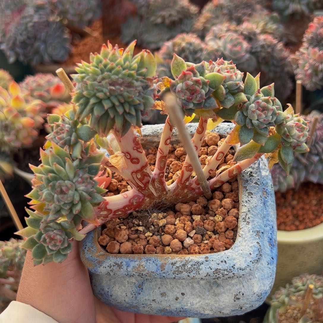 新年快乐 新年快乐