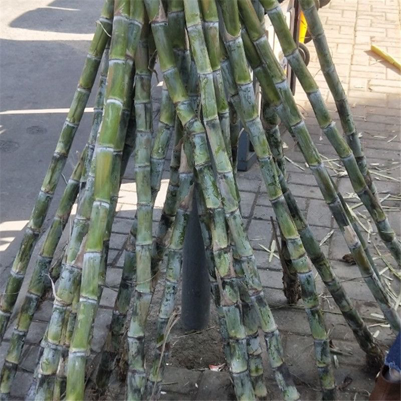 江西鄱阳青皮甘蔗5斤装现砍现发包邮