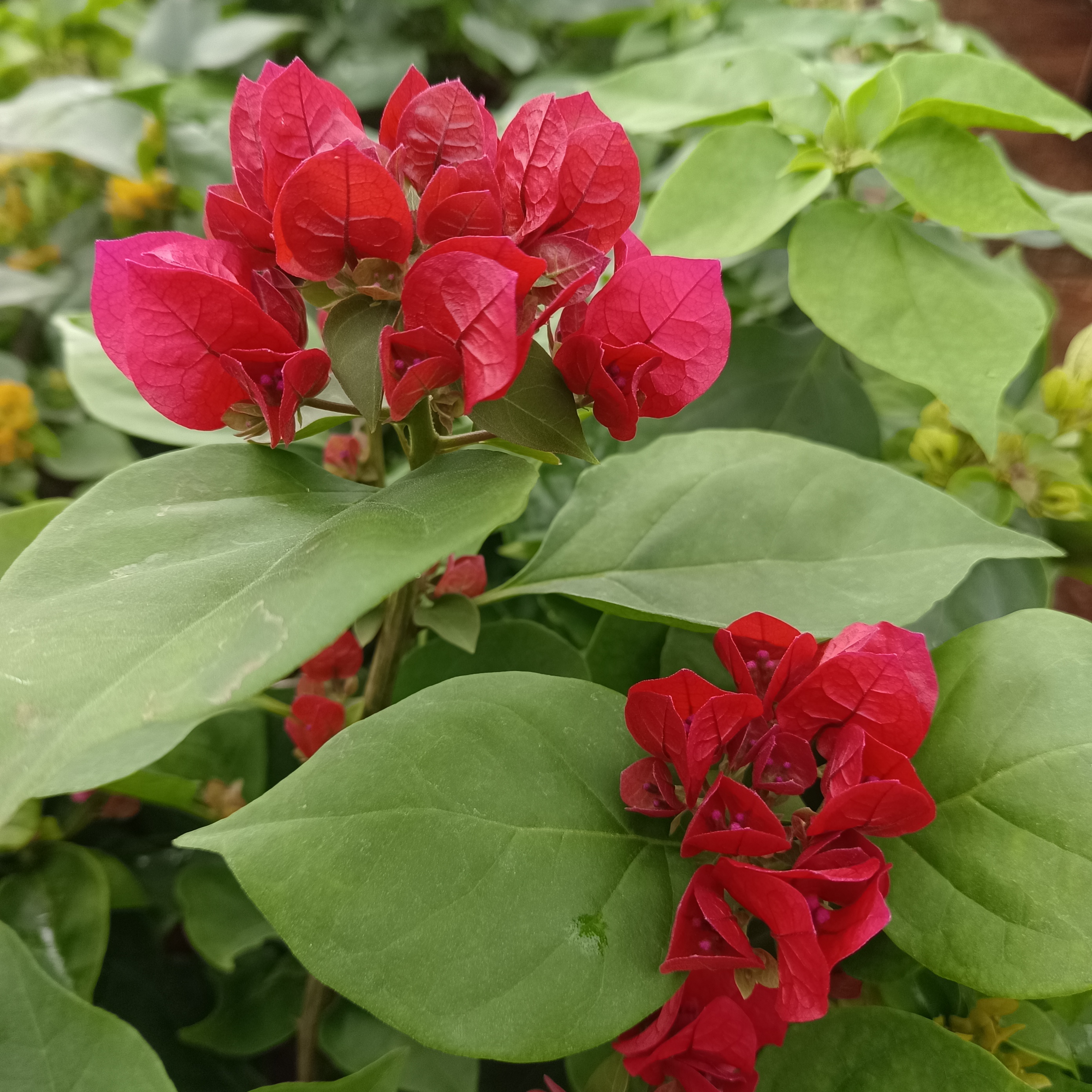 【润绿】三角梅 勤花花开不断的，包对版（处理小颗型，看好在下单）