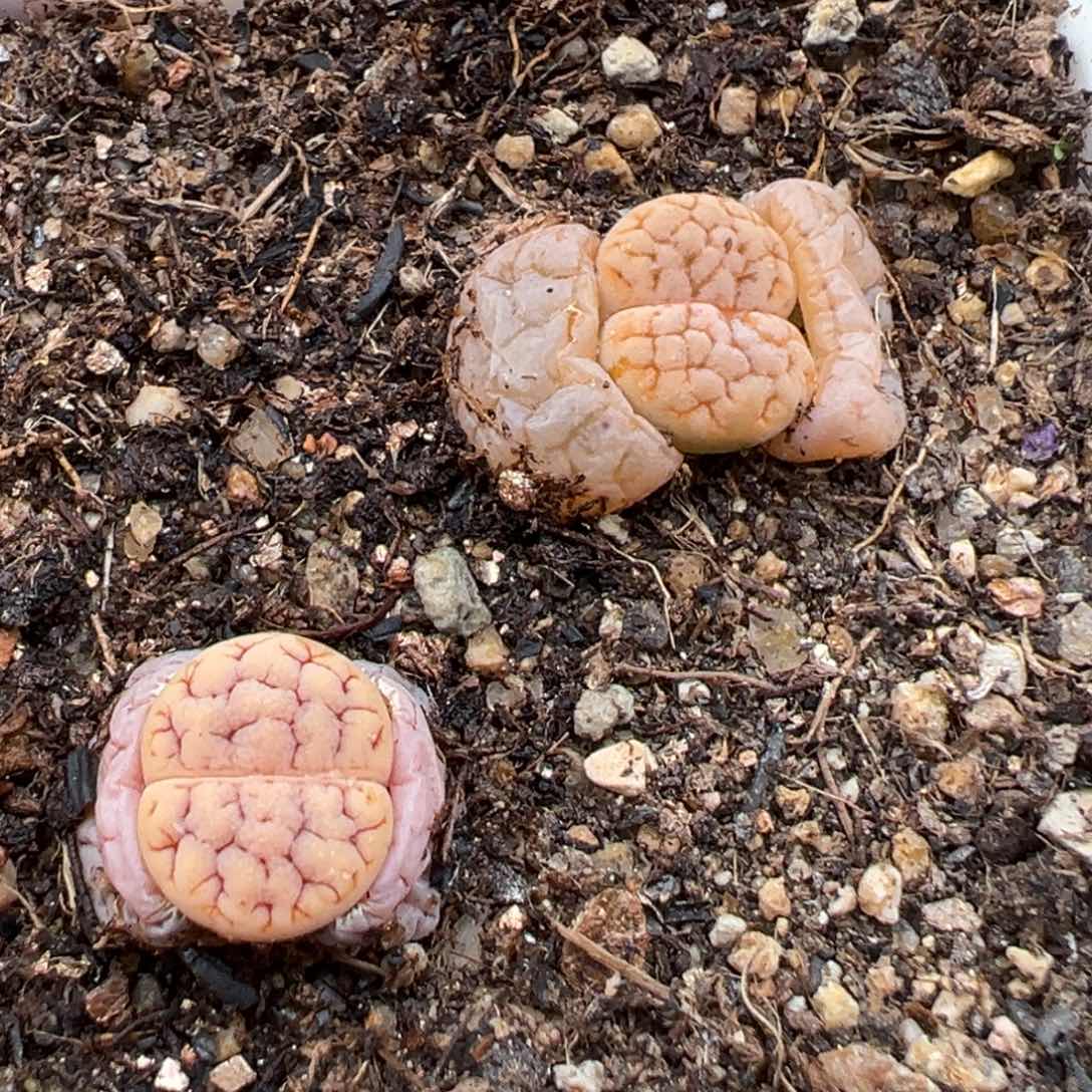 1.21好看的多肉005