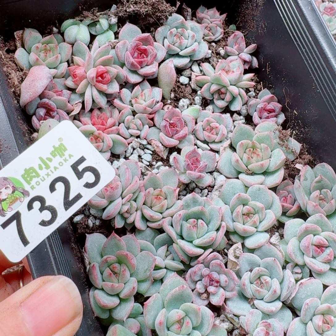 大***妮多肉植物多肉植物