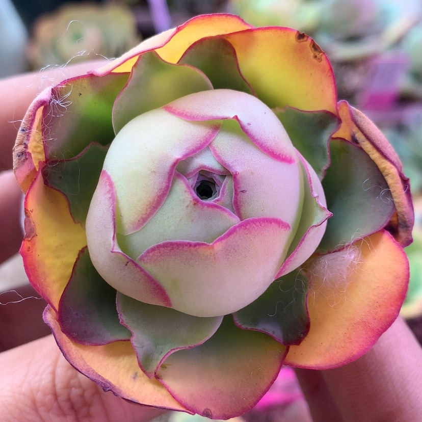 【闪购商品】福利348