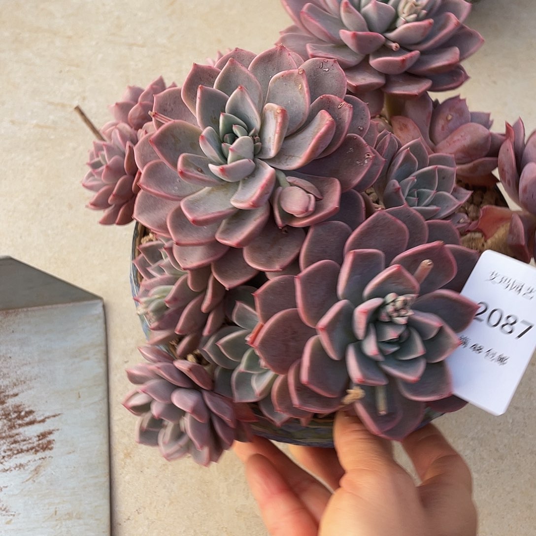 红粉87 多肉多肉多肉