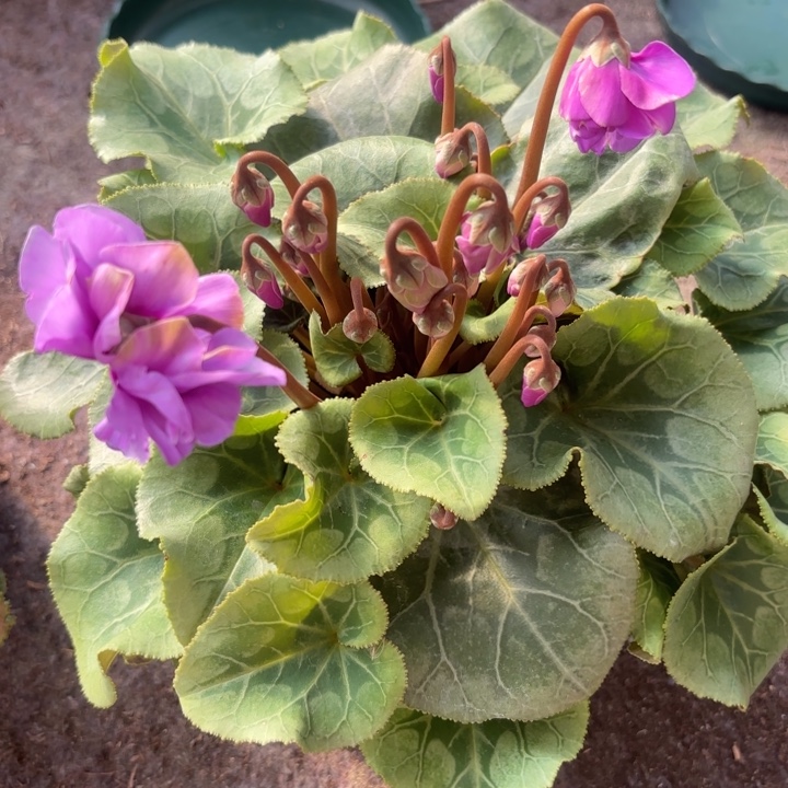 完全开放012青花重瓣