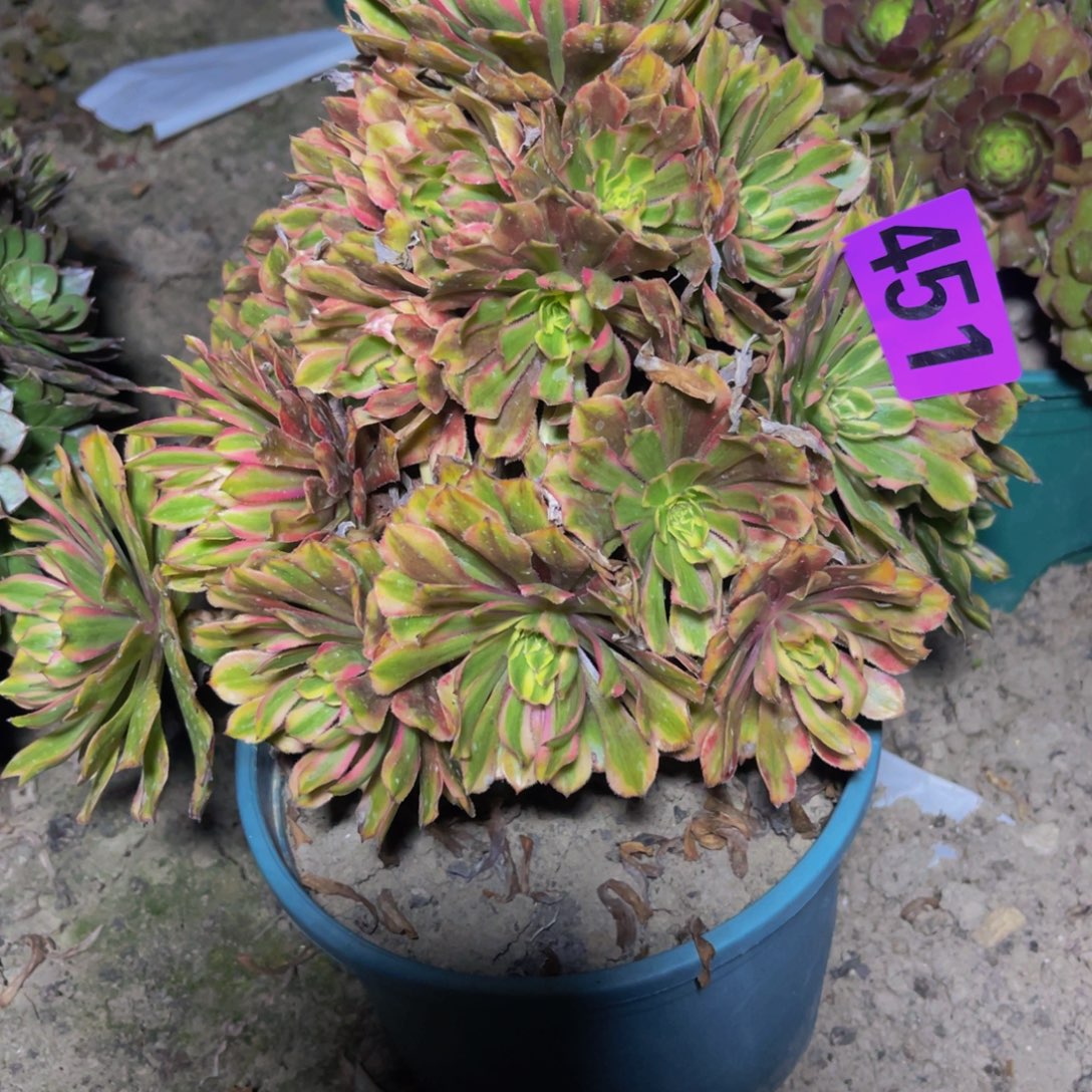 粉黛变异16/////-44包邮